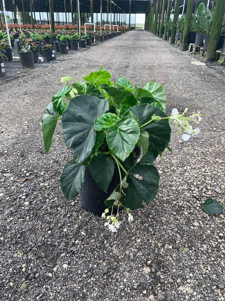 begonia-odorata-alba-white-begonia