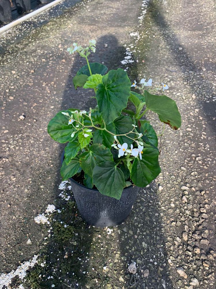 begonia-odorata-alba-white-begonia