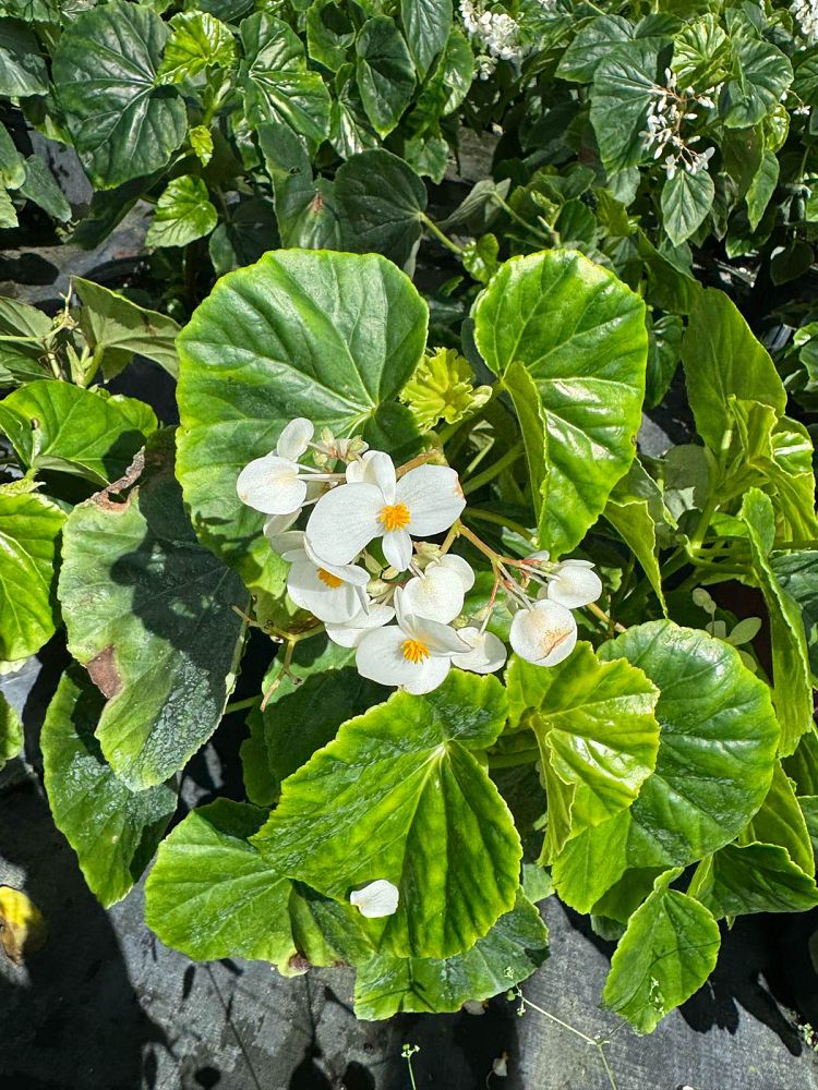 begonia-odorata-alba-white-begonia