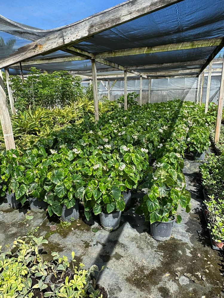 begonia-odorata-alba-white-begonia