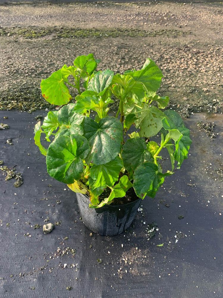 begonia-odorata-alba-white-begonia