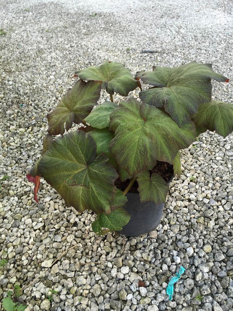 begonia-pigskin