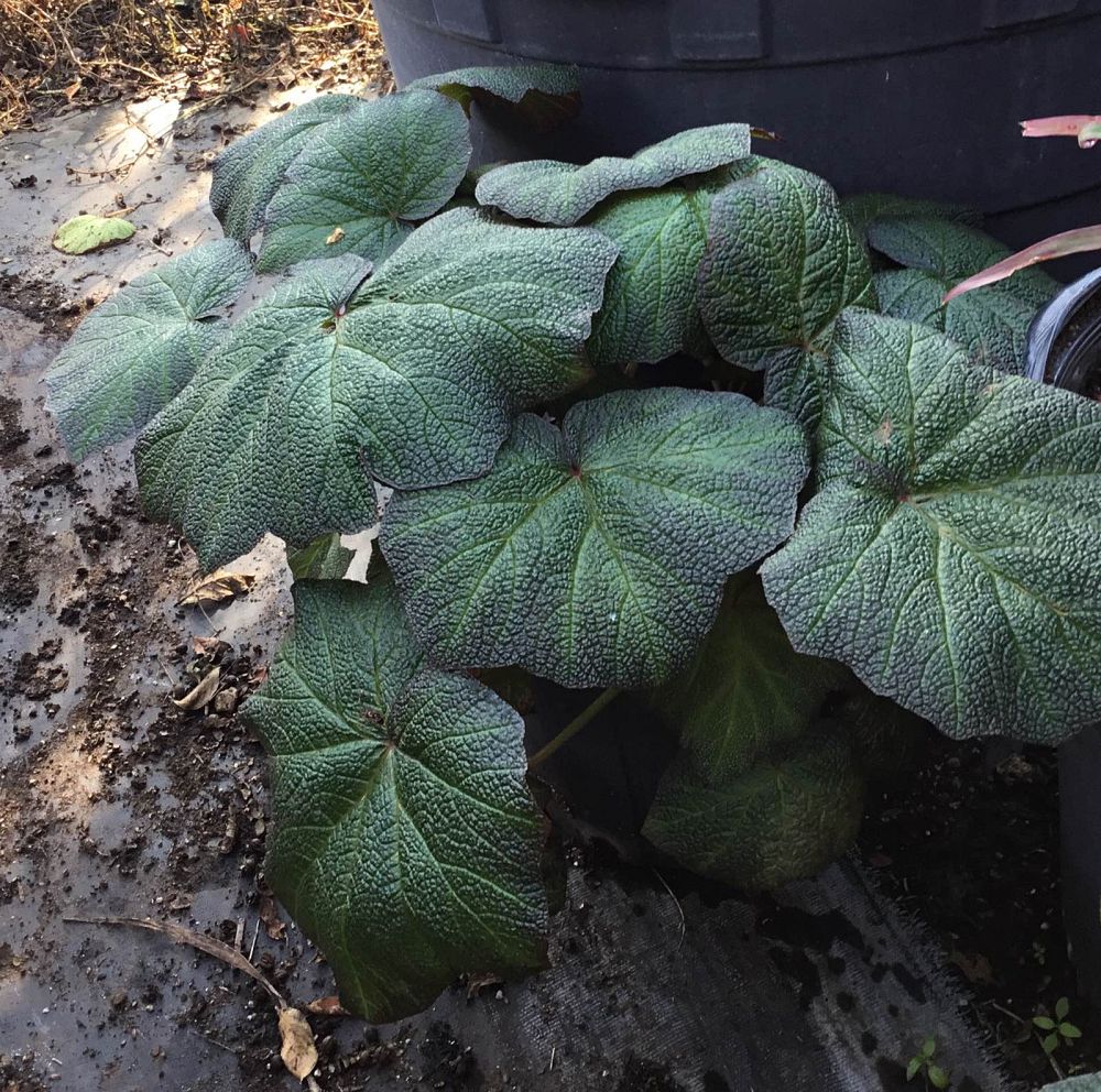 begonia-pigskin
