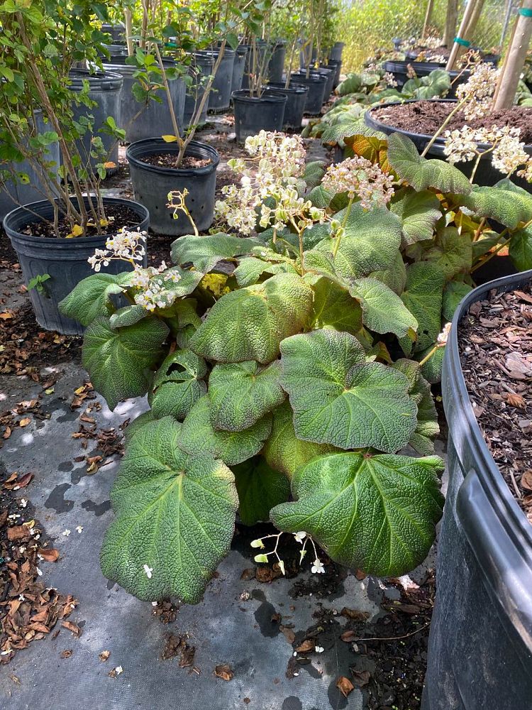begonia-pigskin