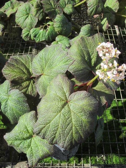 begonia-pigskin