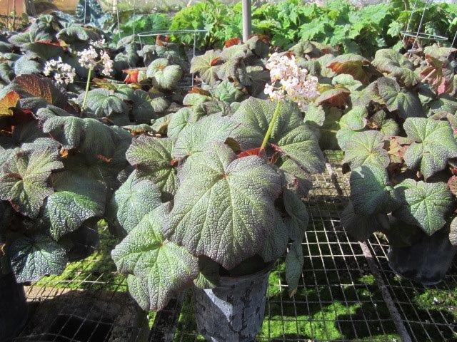 begonia-pigskin