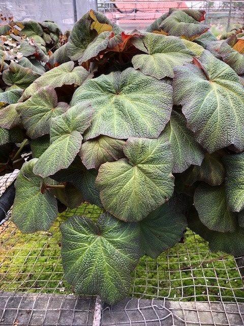 begonia-pigskin