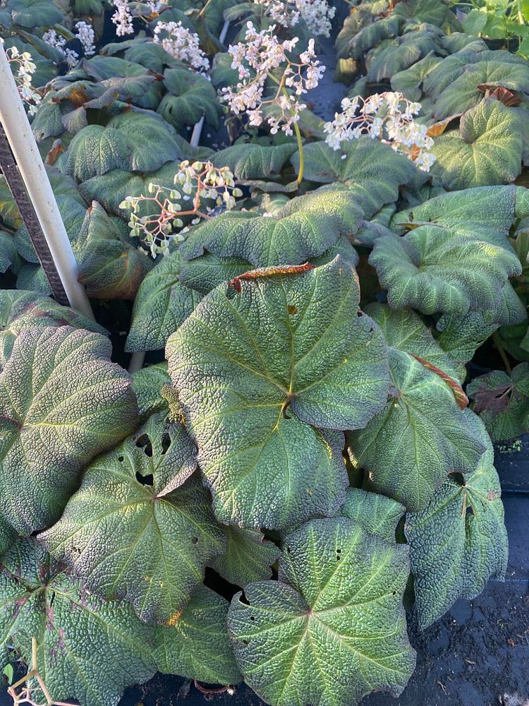 begonia-pigskin