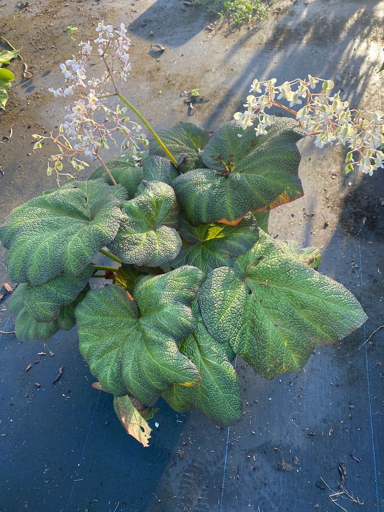 begonia-pigskin