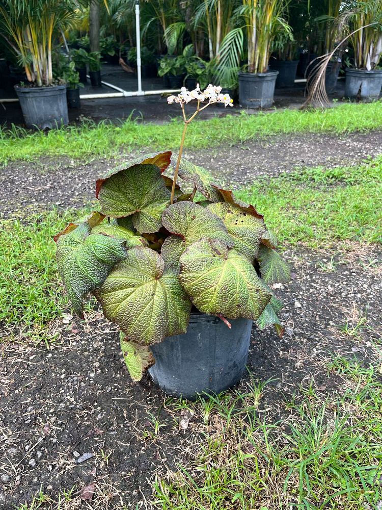 begonia-pigskin