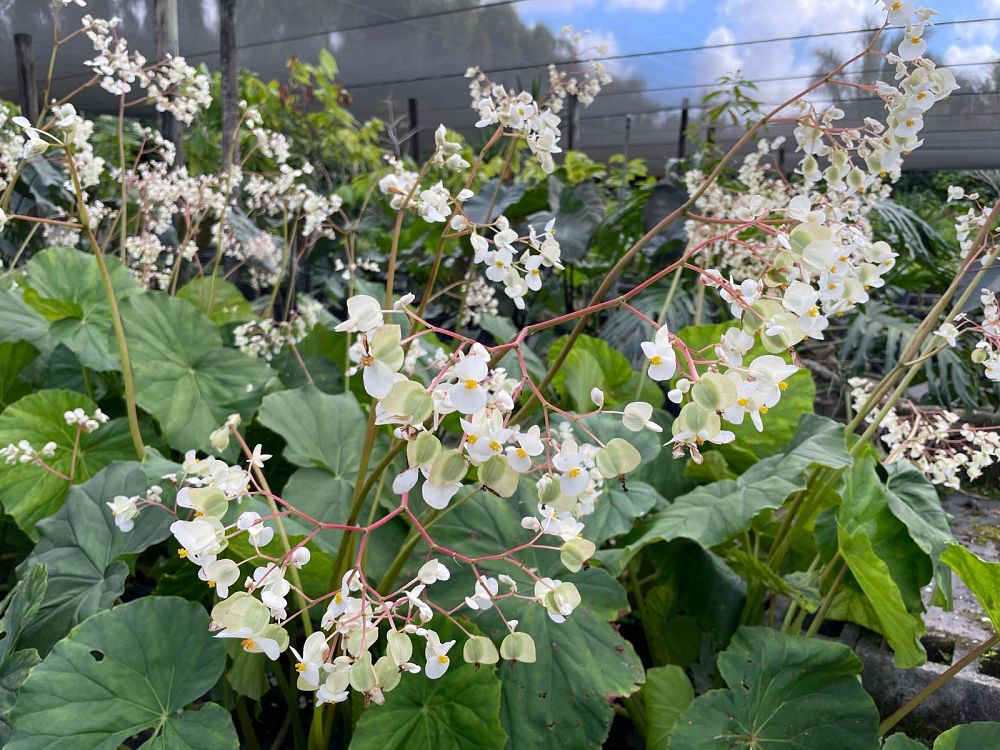 begonia-popenoei
