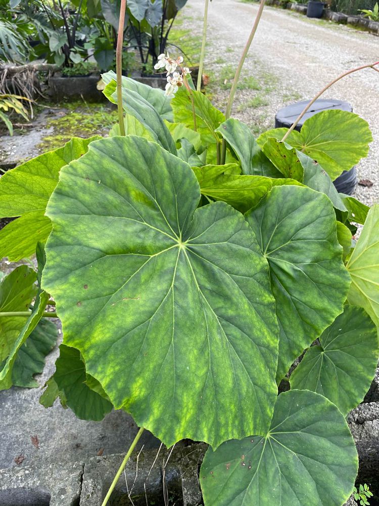 begonia-popenoei