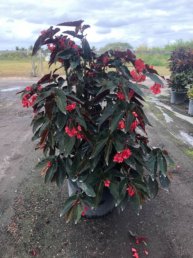 begonia-red-cane-begonia-angel-wing-begonia