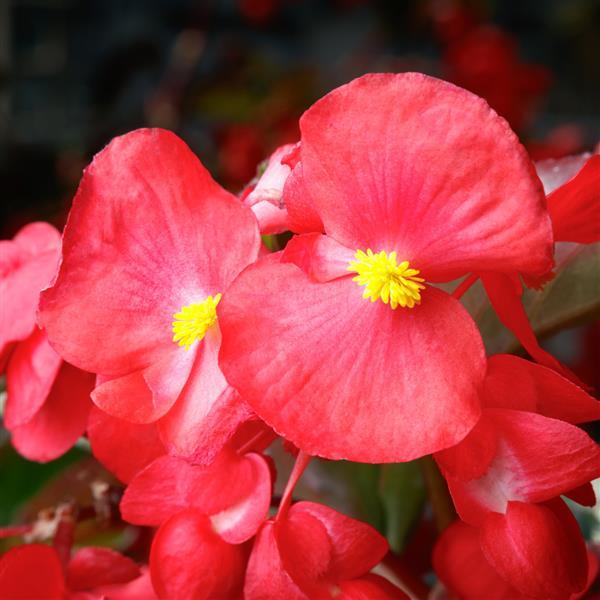 begonia-red-rex-begonia
