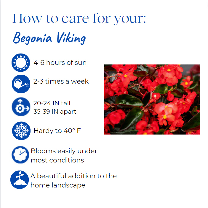 begonia-red-rex-begonia