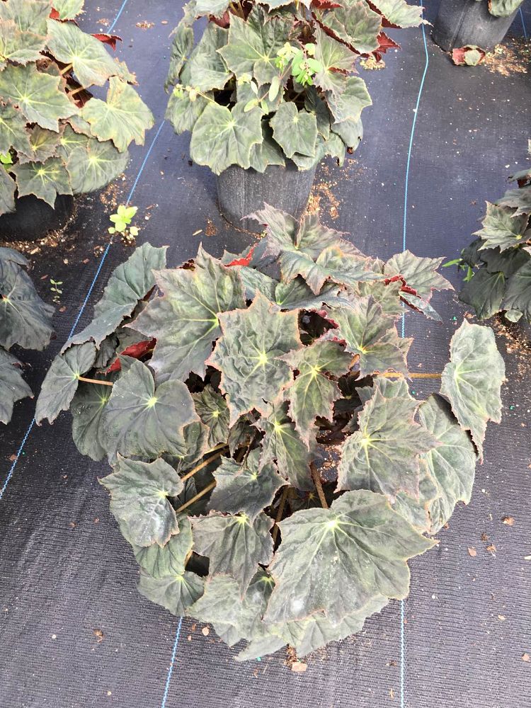begonia-reichenheimi-x-mazae-joe-hayden
