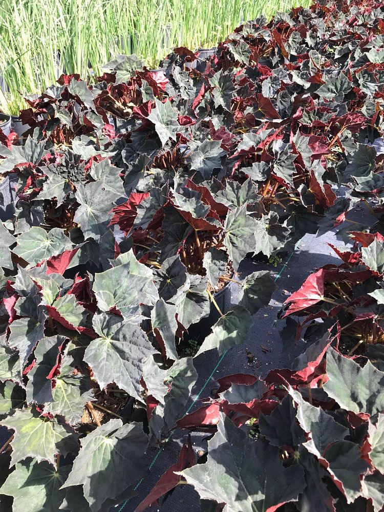 begonia-reichenheimi-x-mazae-joe-hayden