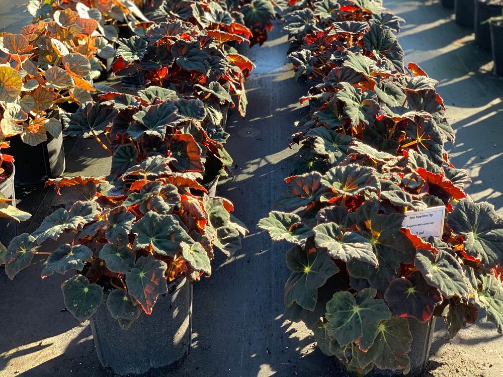begonia-reichenheimi-x-mazae-joe-hayden