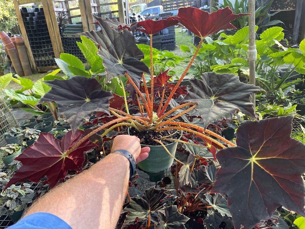 begonia-reichenheimi-x-mazae-joe-hayden