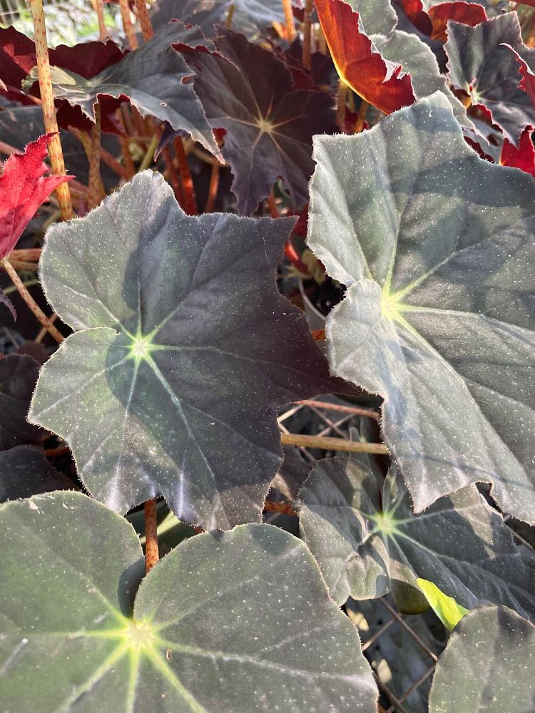 begonia-reichenheimi-x-mazae-joe-hayden