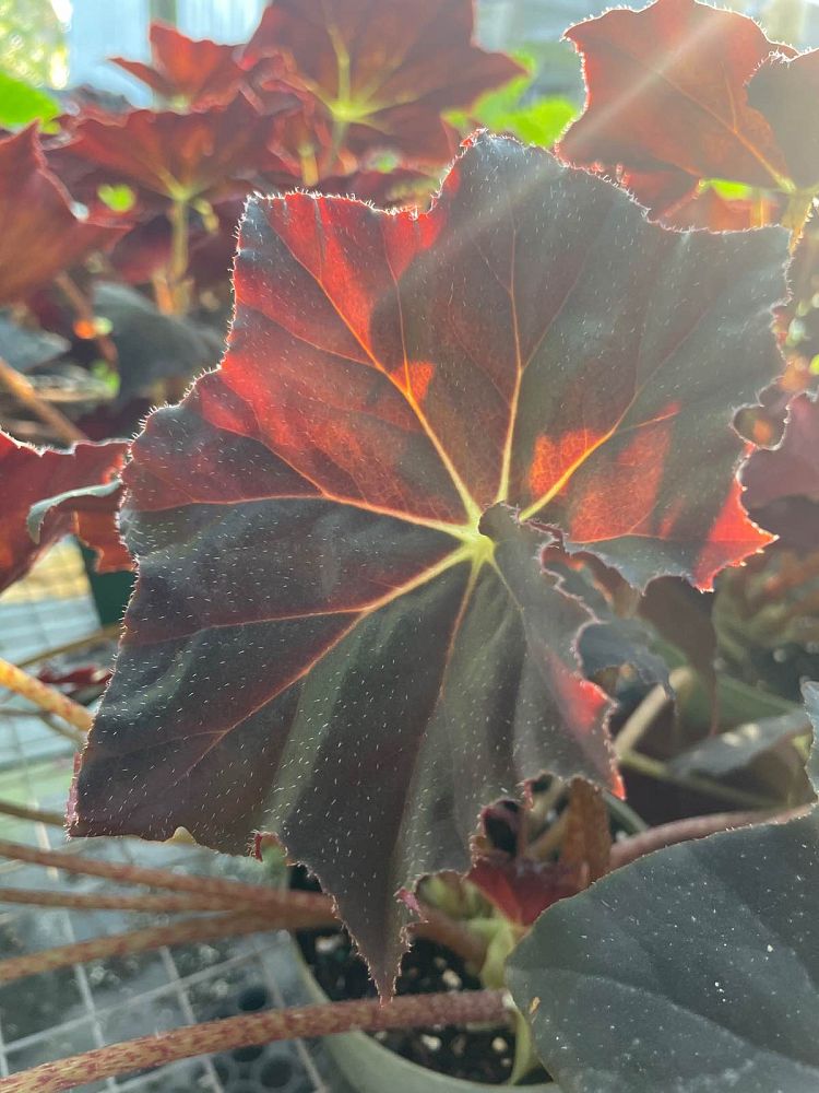 begonia-reichenheimi-x-mazae-joe-hayden