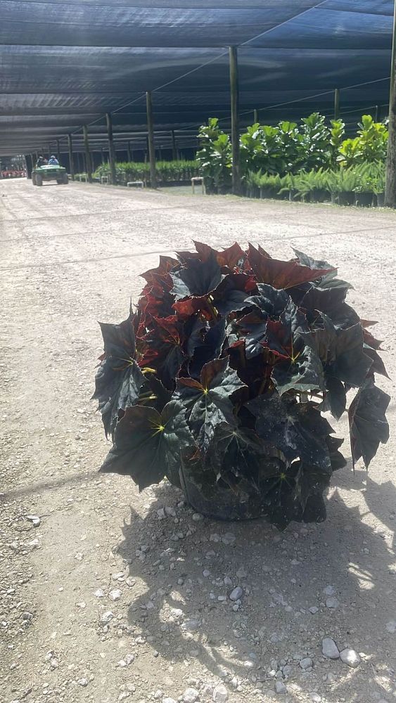 begonia-reichenheimi-x-mazae-joe-hayden