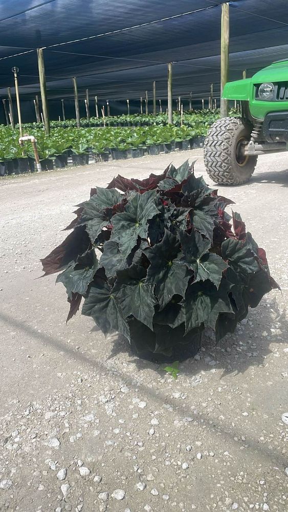 begonia-reichenheimi-x-mazae-joe-hayden