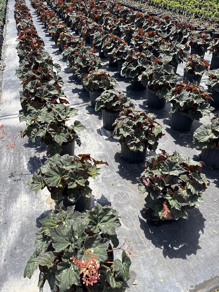 begonia-reichenheimi-x-mazae-joe-hayden
