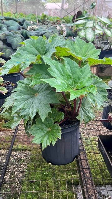 begonia-ricinifolia-castor-bean-begonia