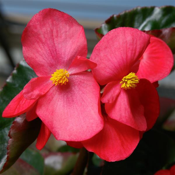 begonia-rose
