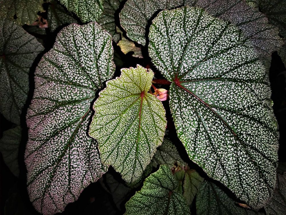 begonia-sinbad-cane-begonia-shrub-begonia