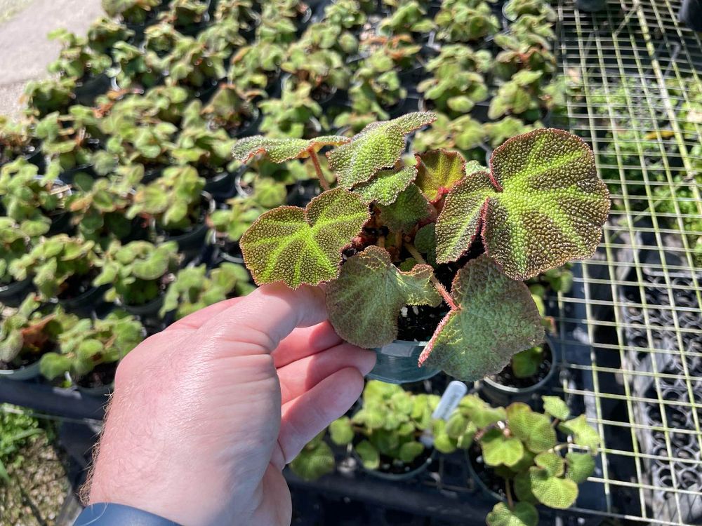 begonia-soli-mutata