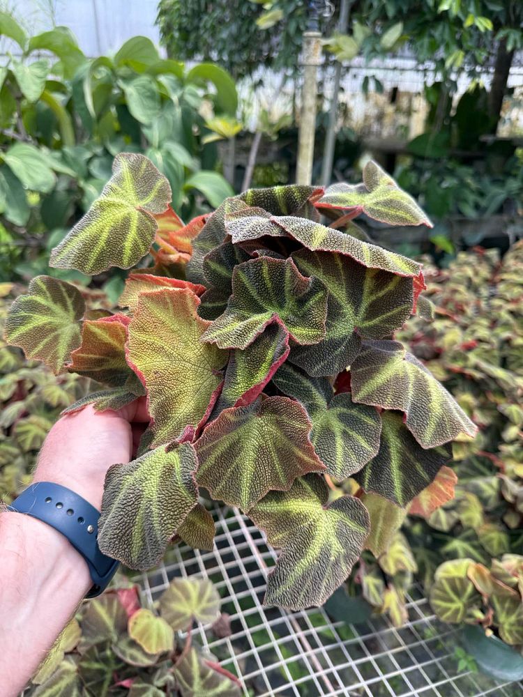 begonia-soli-mutata