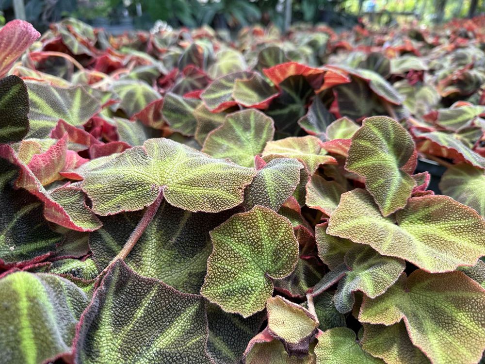 begonia-soli-mutata