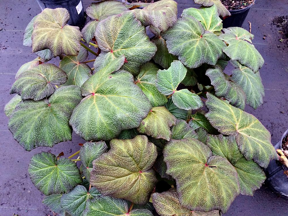 begonia-spp
