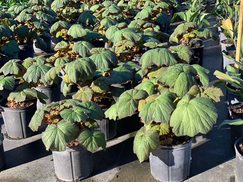 begonia-spp