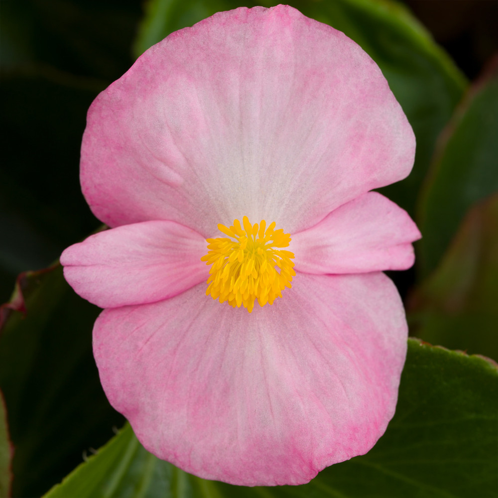 begonia-tophat-pink