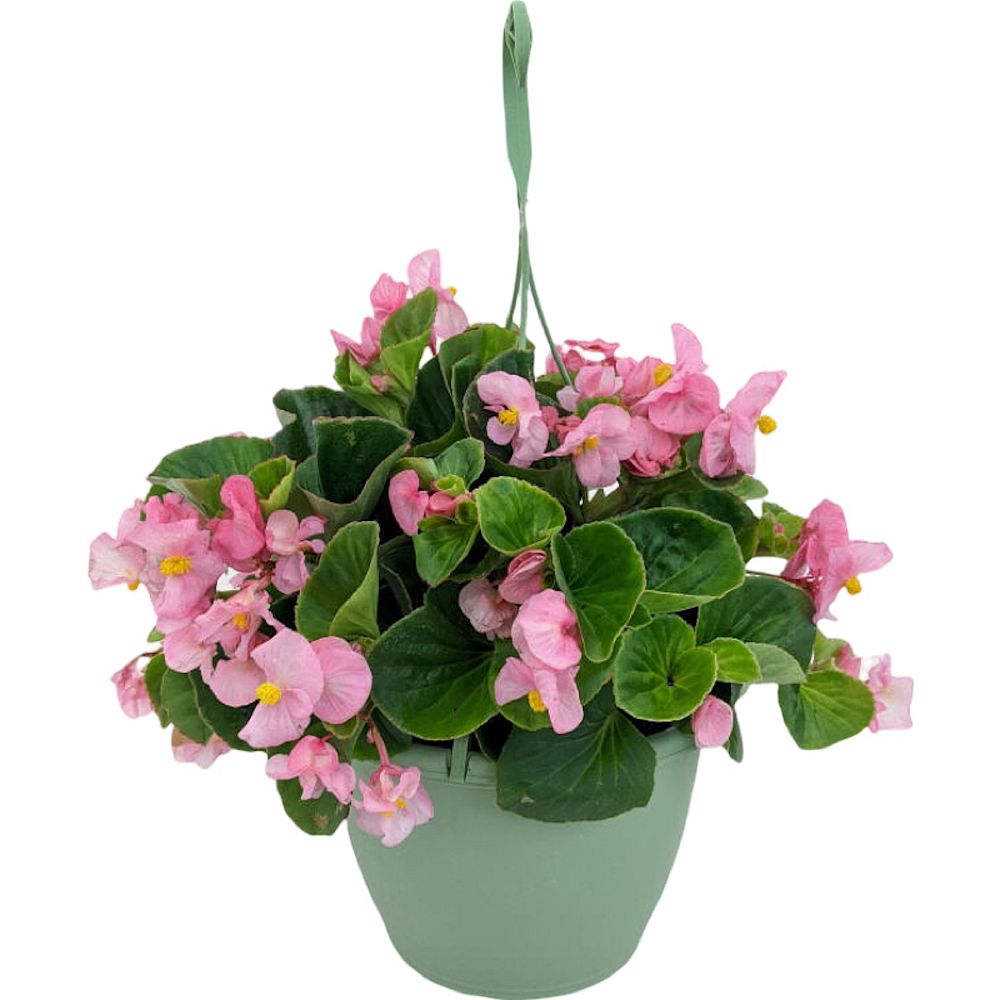 begonia-tophat-pink