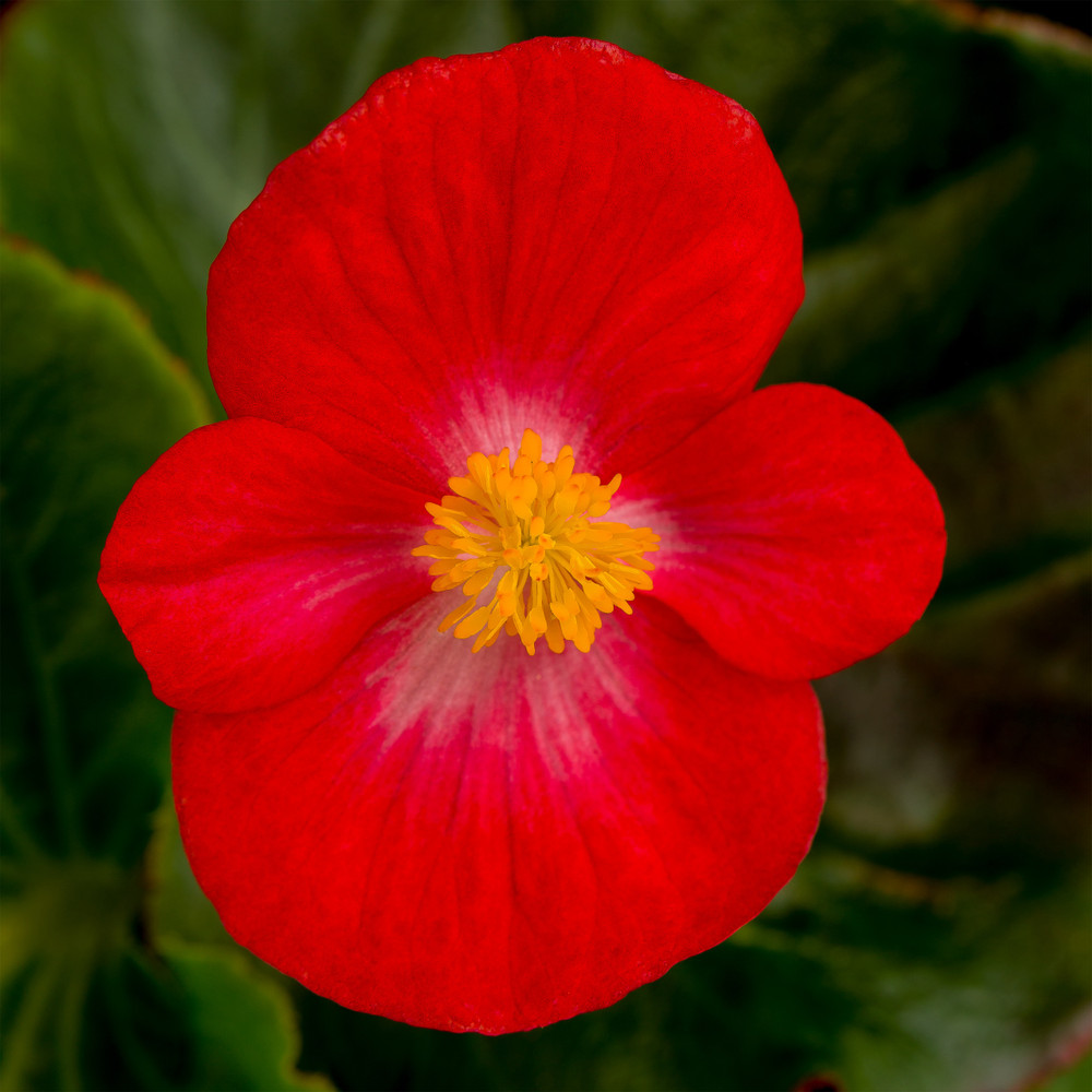 begonia-tophat-scarlet