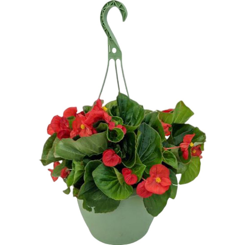begonia-tophat-scarlet