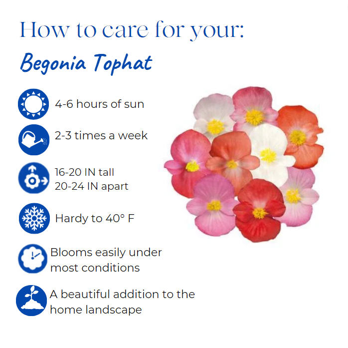 begonia-tophat-white