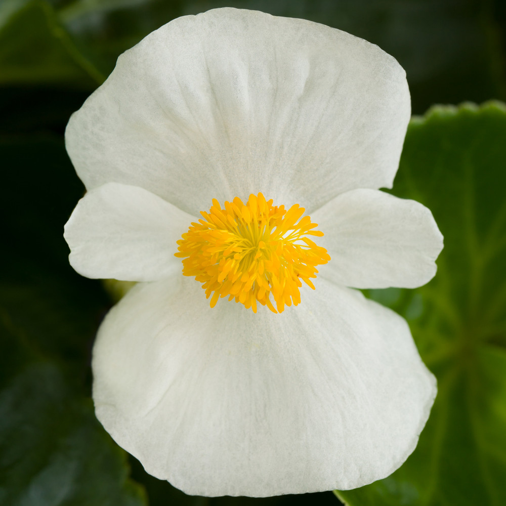 begonia-tophat-white