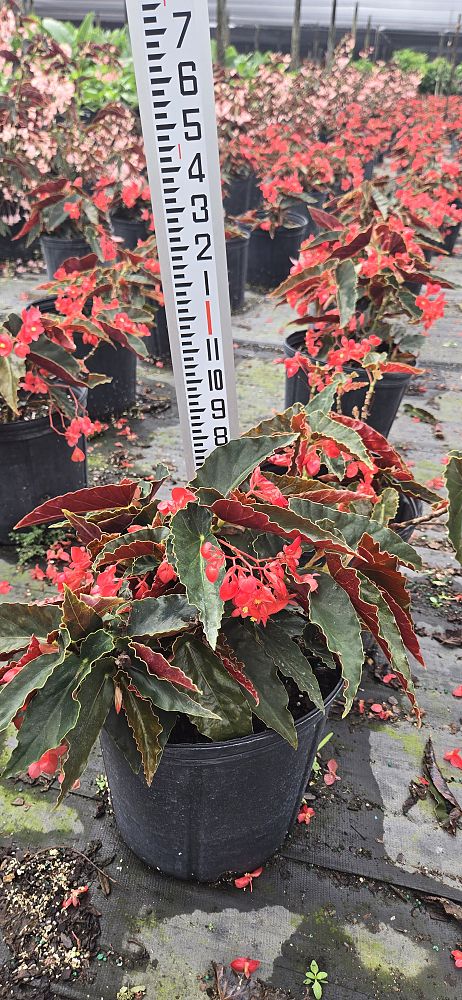 begonia-torch-red-cane-begonia-angel-wing-begonia