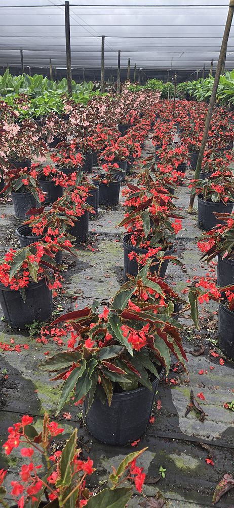 begonia-torch-red-cane-begonia-angel-wing-begonia