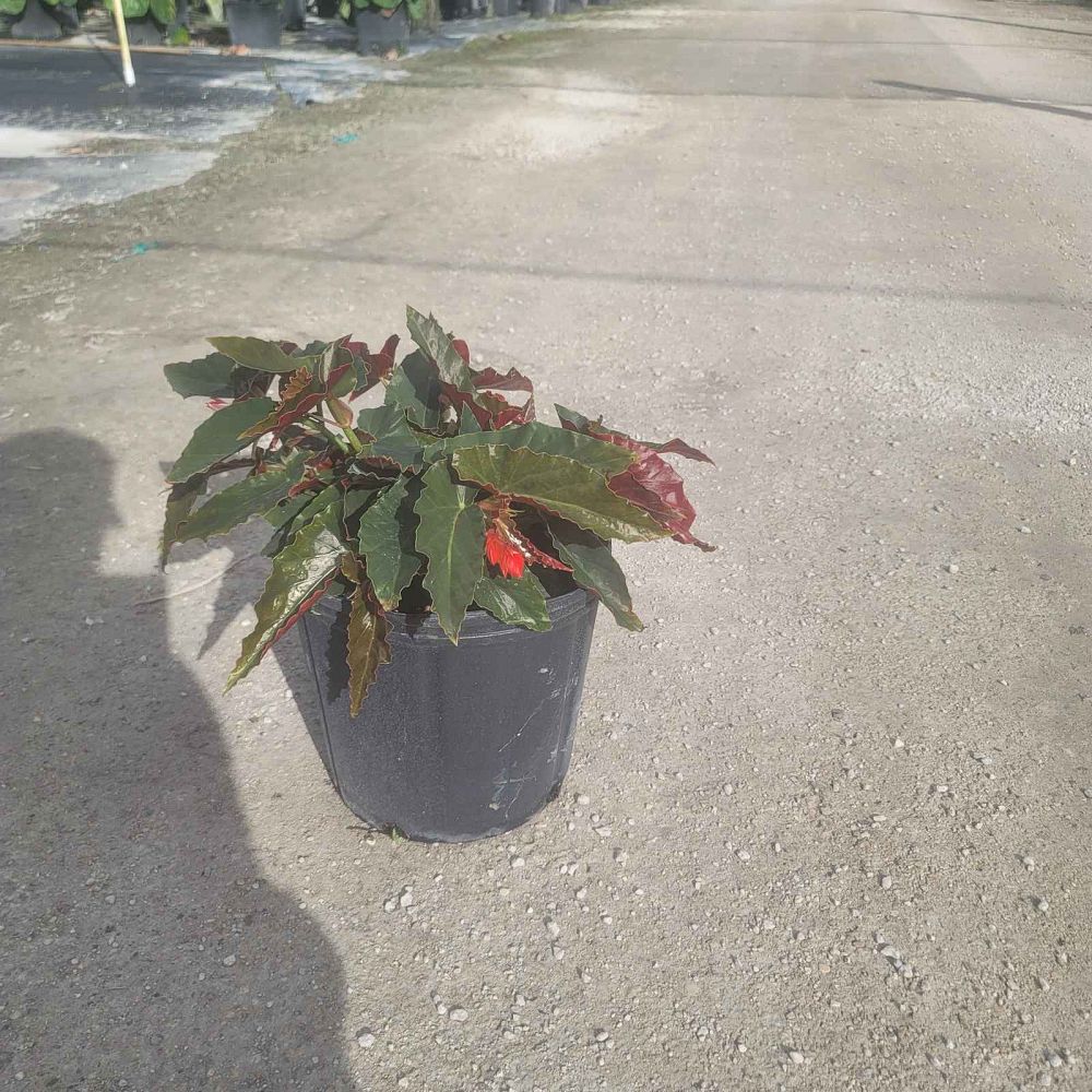 begonia-torch-red-cane-begonia-angel-wing-begonia