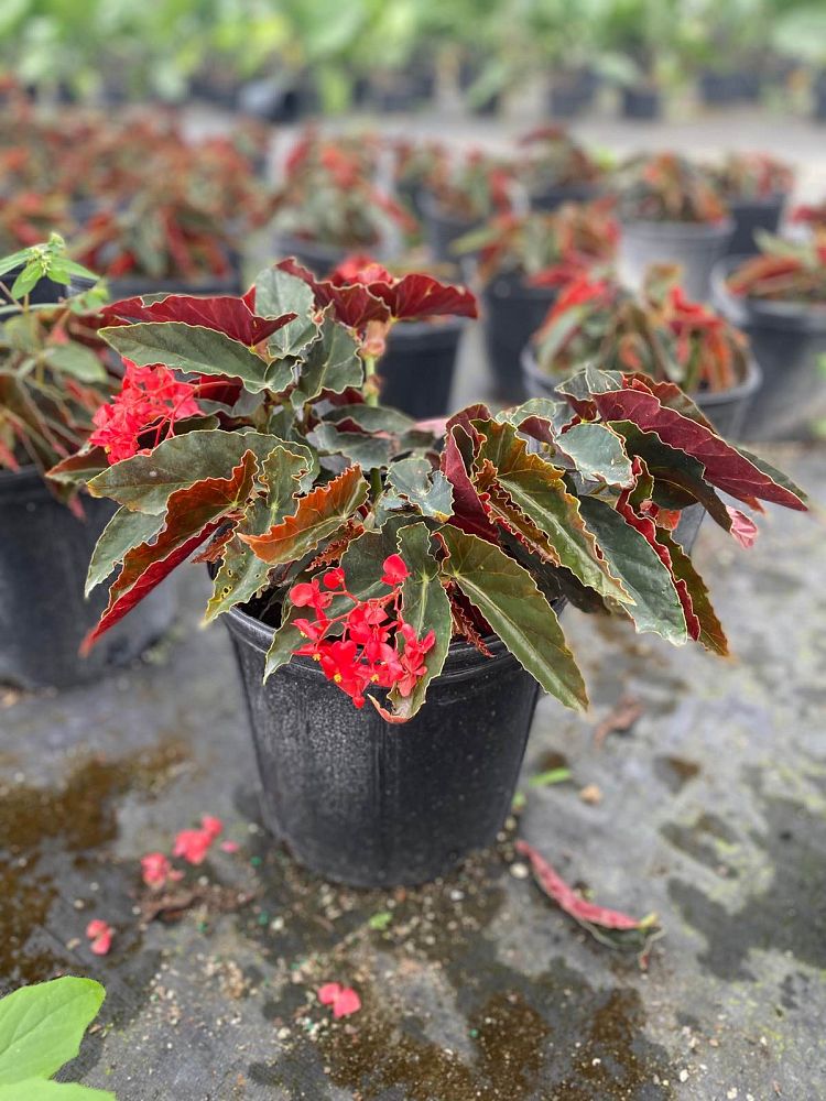 begonia-torch-red-cane-begonia-angel-wing-begonia