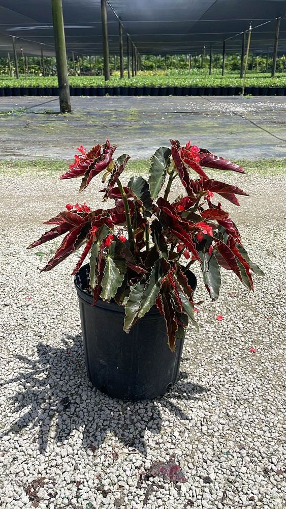 begonia-torch-red-cane-begonia-angel-wing-begonia