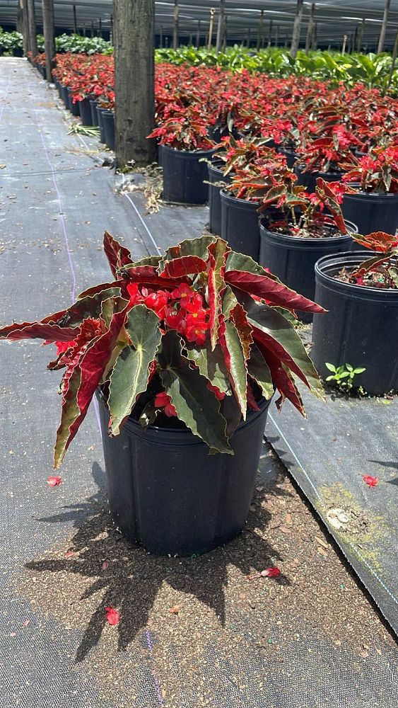 begonia-torch-red-cane-begonia-angel-wing-begonia