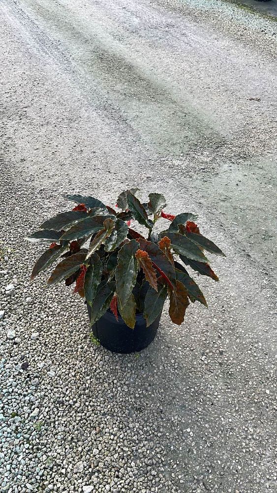 begonia-torch-red-cane-begonia-angel-wing-begonia