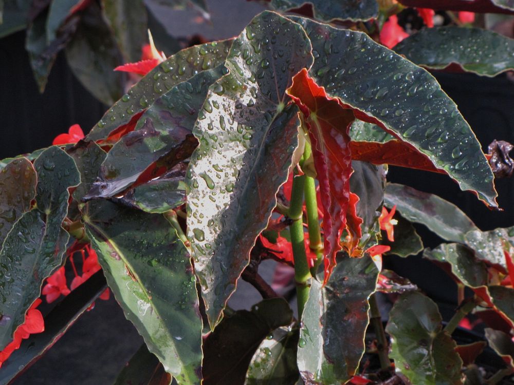 begonia-torch